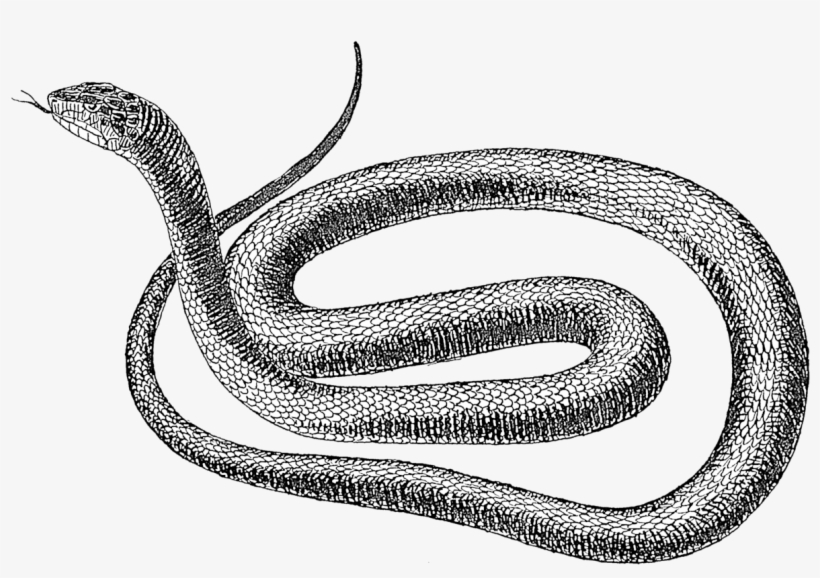 Black Snake 1 - Snake Drawing Png, transparent png