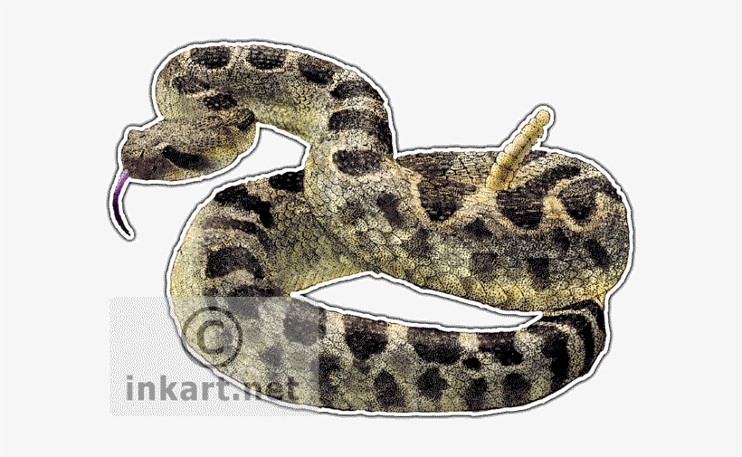 Northern Pacific Rattlesnake Decal - Northern Pacific Rattlesnake Gif, transparent png