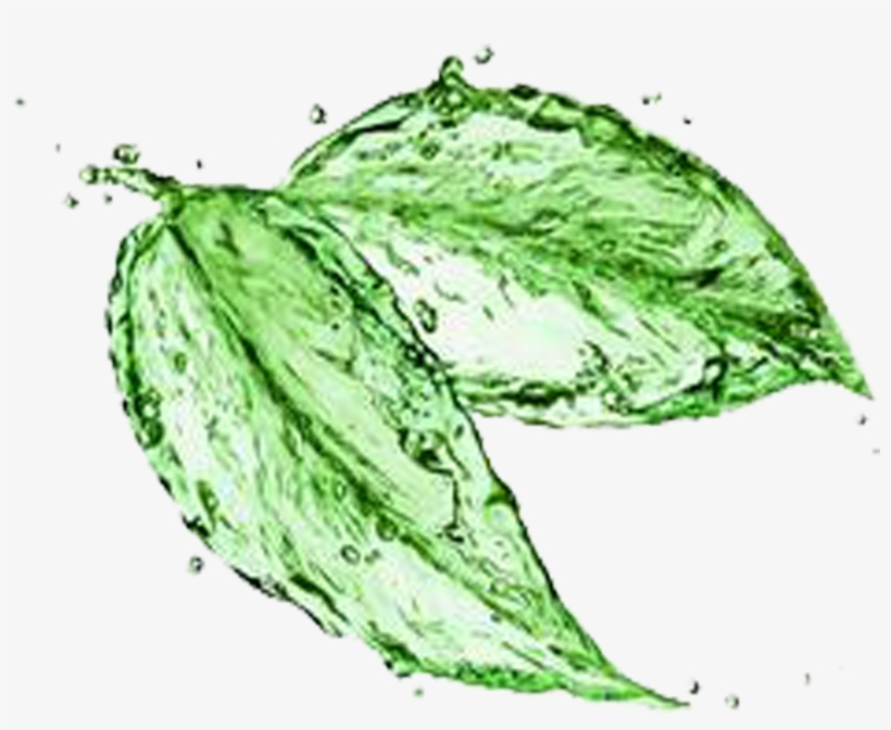 Green Tea Matcha Water Stock Photography - Leaves Made Of Water, transparent png