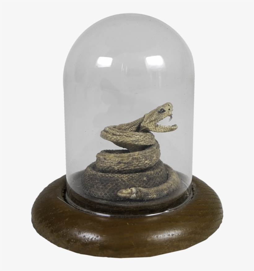 Small Rattlesnake In Glass Casing, transparent png