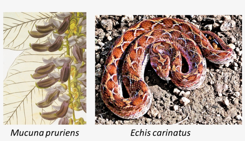 Echis Carinatus - - Lyre Snake, transparent png