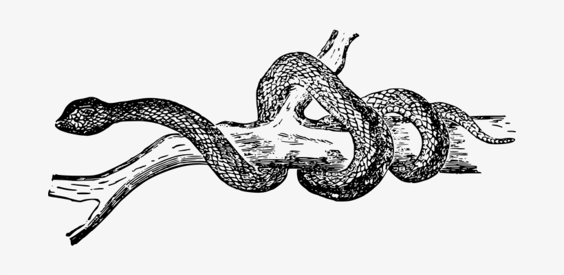 Sidebar - Black And White Illustration Snake Transparent, transparent png