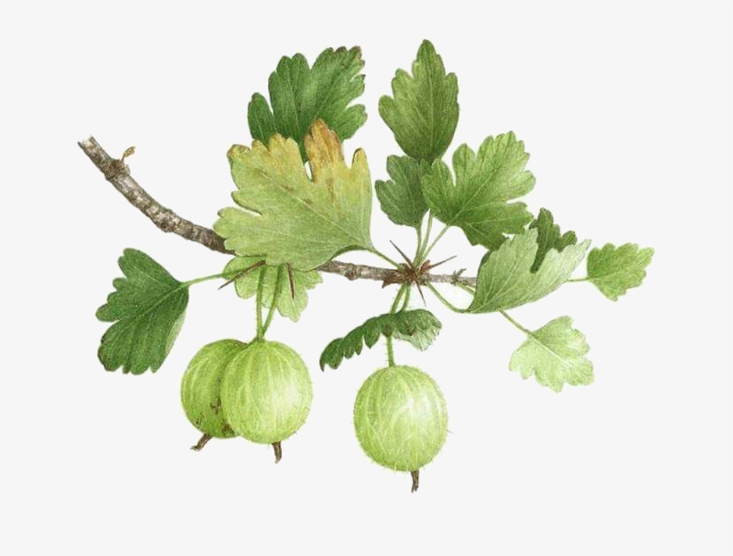 Clip Freeuse Stock Gooseberry Watercolor Painting Illustration - Melon On Vine Png, transparent png