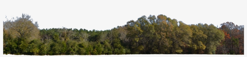 Transparent Stock Png For Free Download On Mbtskoudsalg - Hill Forest Png, transparent png