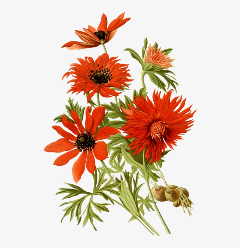 Image Black And White Stock Favorite Flowers Of Garden - Red Flowers Botanical Png, transparent png