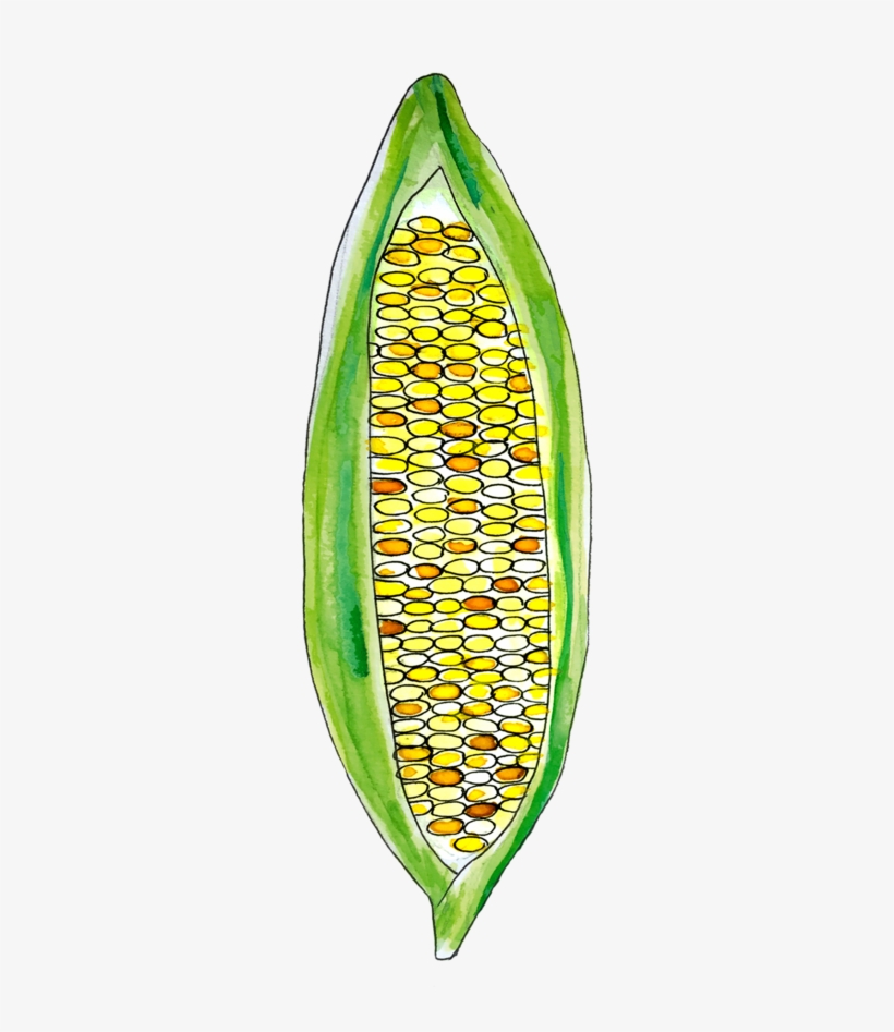 Corn June2018 Lyndsay - Maize, transparent png