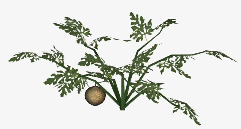 Cantaloupe - Juniper, transparent png