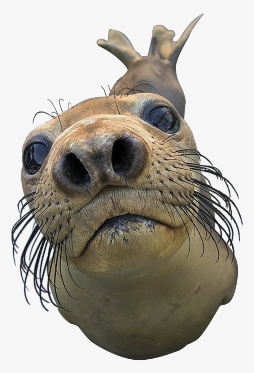 Seal Animal Png Royalty Free Library - Can I Play With Your Phone, transparent png