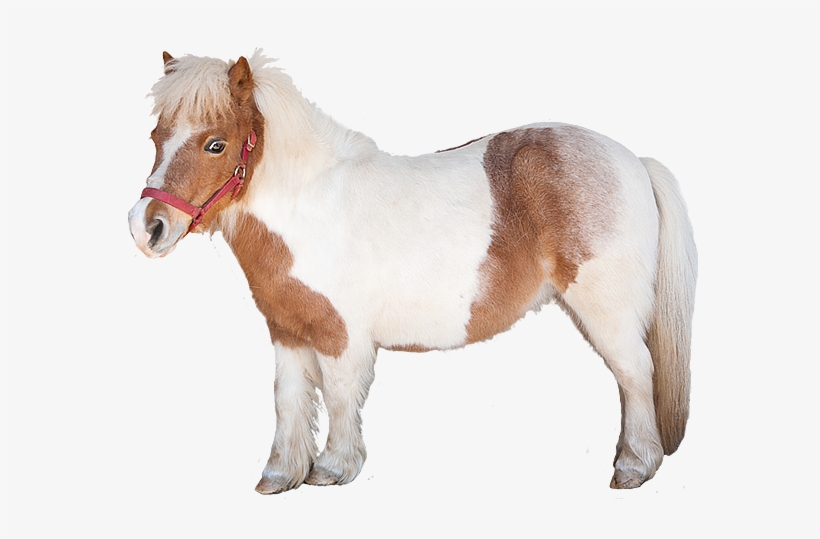 Minnesota Timberwolves Logo Png - Sorrel, transparent png