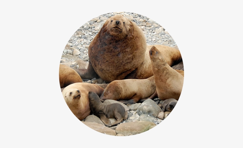 Noaa Stellar Sea Lions - Huge Steller Sea Lion, transparent png