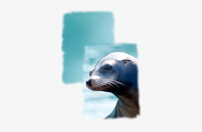 California Sea Lion, transparent png