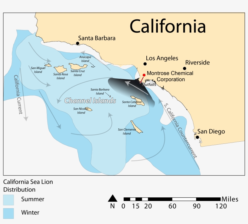 California Sea Lion Distribution - Distribution Of California Sea Lions, transparent png