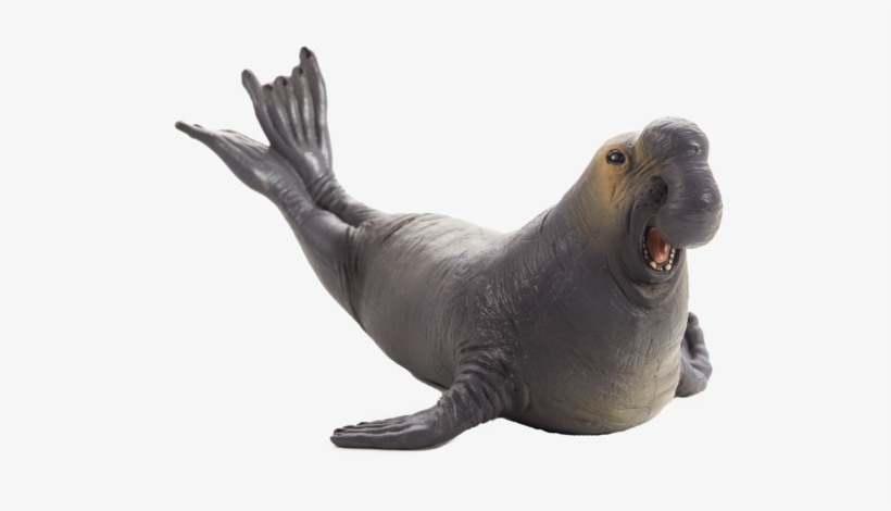 Elephant Seal Png Clipart Transparent - Mojo Sea Elephant, transparent png