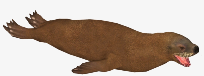 Patagonian Sea Lion F - California Sea Lion, transparent png