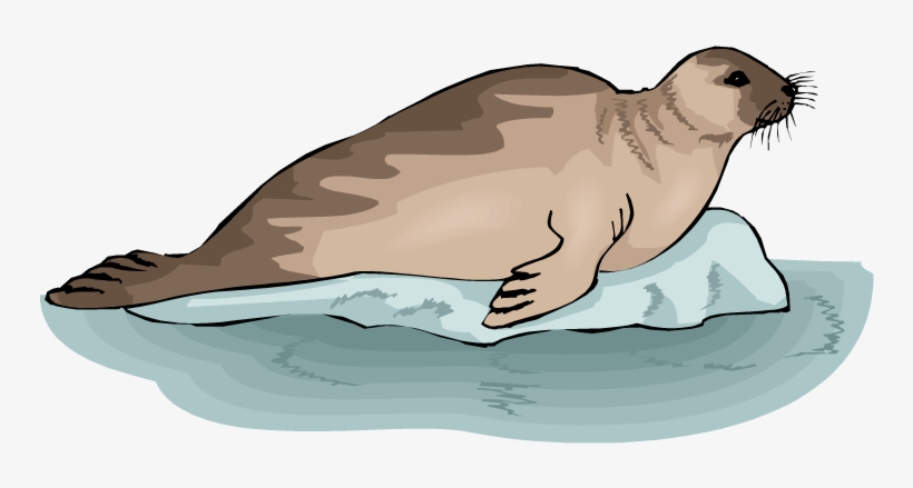 Leopard Seal Clipart Transparent - Seal On A Rock Clipart, transparent png