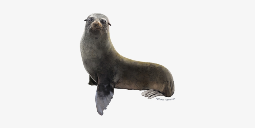 Guadalupe Fur Seal, transparent png