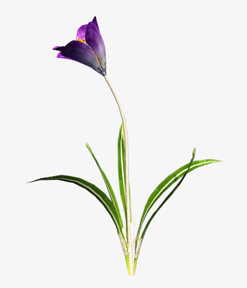 Download Amazing High-quality Latest Png Images Transparent - Purple Flower With Stem Transparent, transparent png