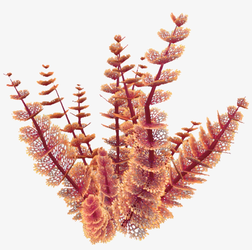 Red Bush Flora - Wiki, transparent png