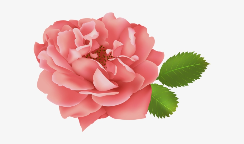 Red Rose Flower Bush Clip Art Image Gallery Yopriceville - Clip Art, transparent png