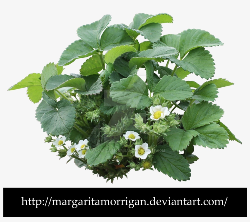 Strawberry Plant Png - Strawberry Bush Transparent, transparent png