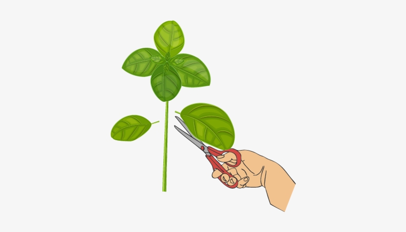 Cut Branches - Cutting Plant Png, transparent png