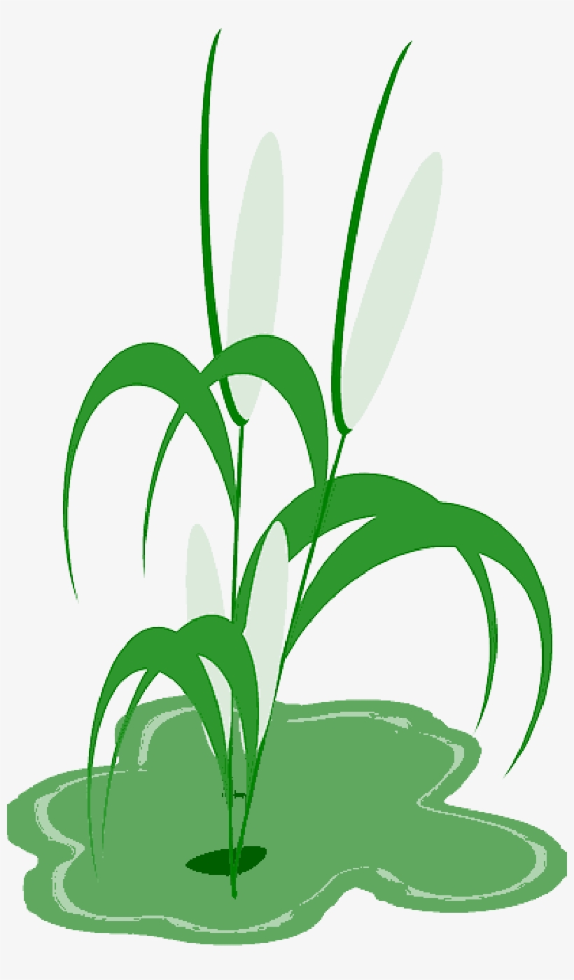 Reed Plant Cob Green Leaves - Planta De Milho Png, transparent png