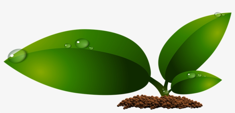 Crecimiento De Hojas, transparent png