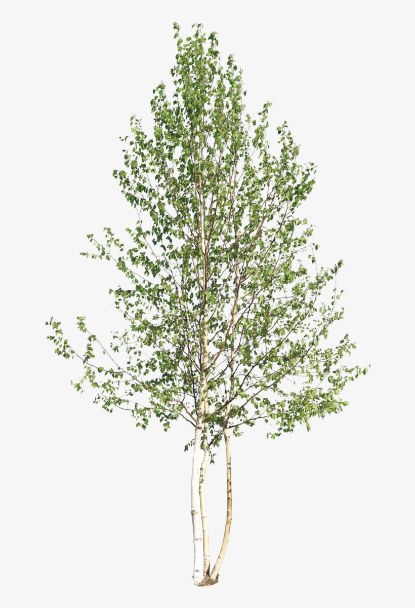 Birch Log Png, transparent png