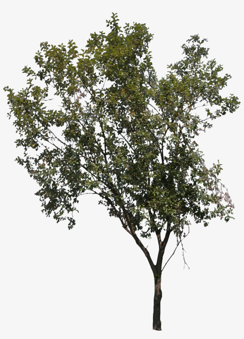 2d Trees - Freecutout Trees, transparent png