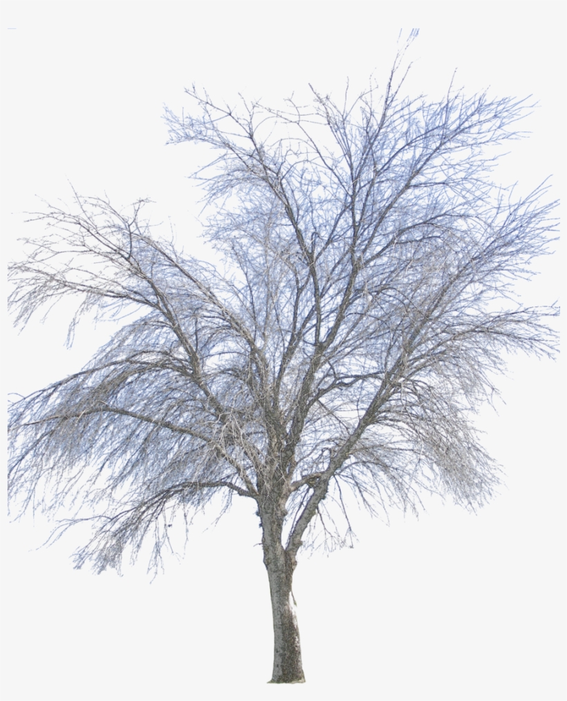 Free Icons Png - Png Winter Tree, transparent png