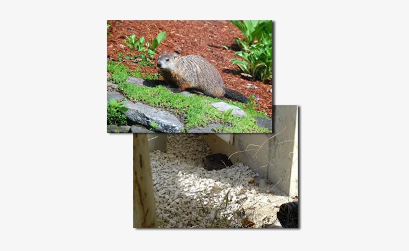 Groundhog Removal Is Very Important In Keeping Foundations - Adair's Animal Nuisance Trapping, transparent png