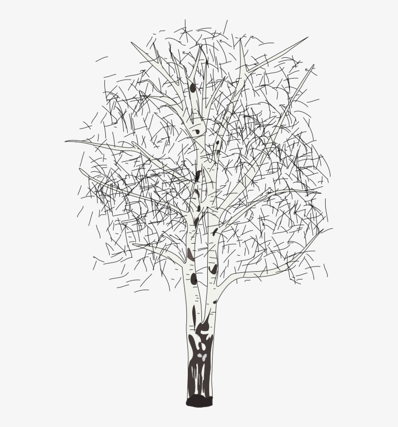 Birch Clipart Black And White - Paper Birch Clip Art, transparent png