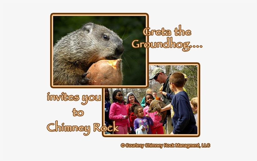Greta The Groundhog At Chimney Rock - Punxsutawney Phil, transparent png