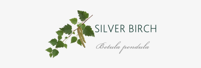Silver Birch Tree Meaning - Vera Wang Fairy Dust Wedding, transparent png