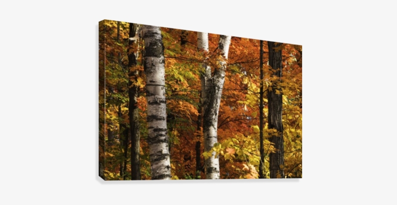 The Colourful Leaves And Birch Tree Trunks In Algonquin - Colourful Leaves And Birch Tree Trunks In Algonqu, transparent png