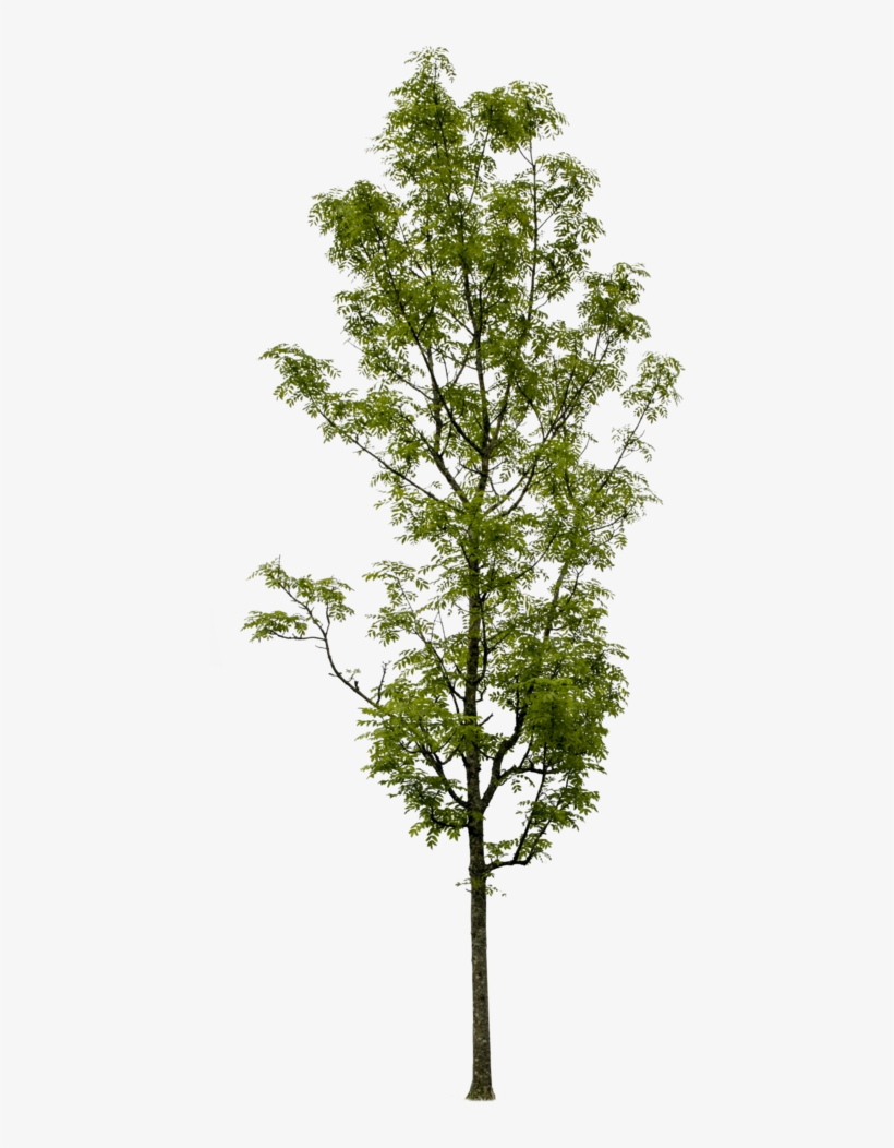 Fraxinus Excelsior - Fraxinus Excelsior Photoshop, transparent png
