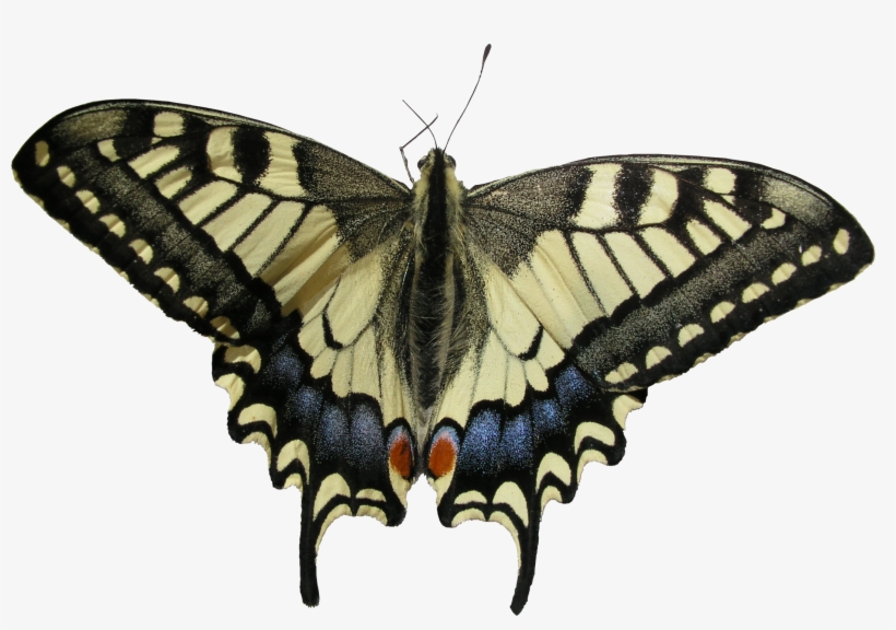 Butterfly Png - Swallowtail Butterfly, transparent png