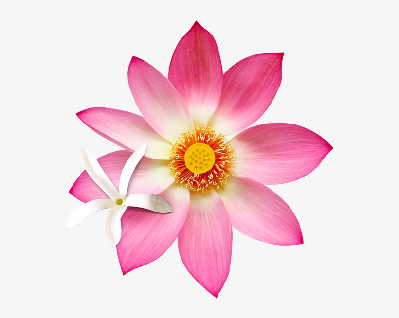 B15 Jslo - Sacred Lotus, transparent png