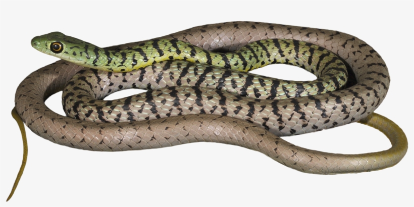 How Would This Information About Snakes And Reptiles - Serpent, transparent png