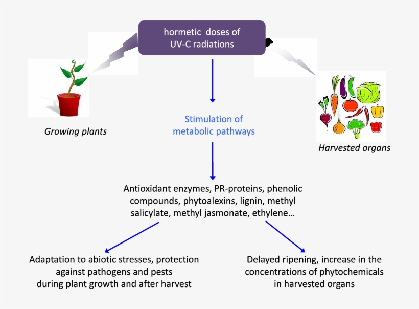 Summary Of The Expected Effects Of Hormetic Doses Of - Getting To Know Plants, transparent png