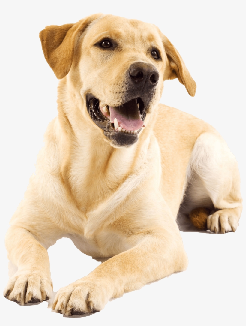 Cat Puppy Pet Veterinarian Golden Retriever Transprent - Cleaning Dogs Ears 1, transparent png