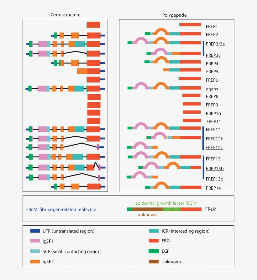 Fibrinogen Containing Protein Encoded Genes And Their - Fibrinogen Related Protein Family, transparent png