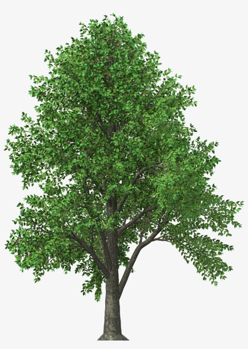 Aspn - Cedar Tree Texas, transparent png