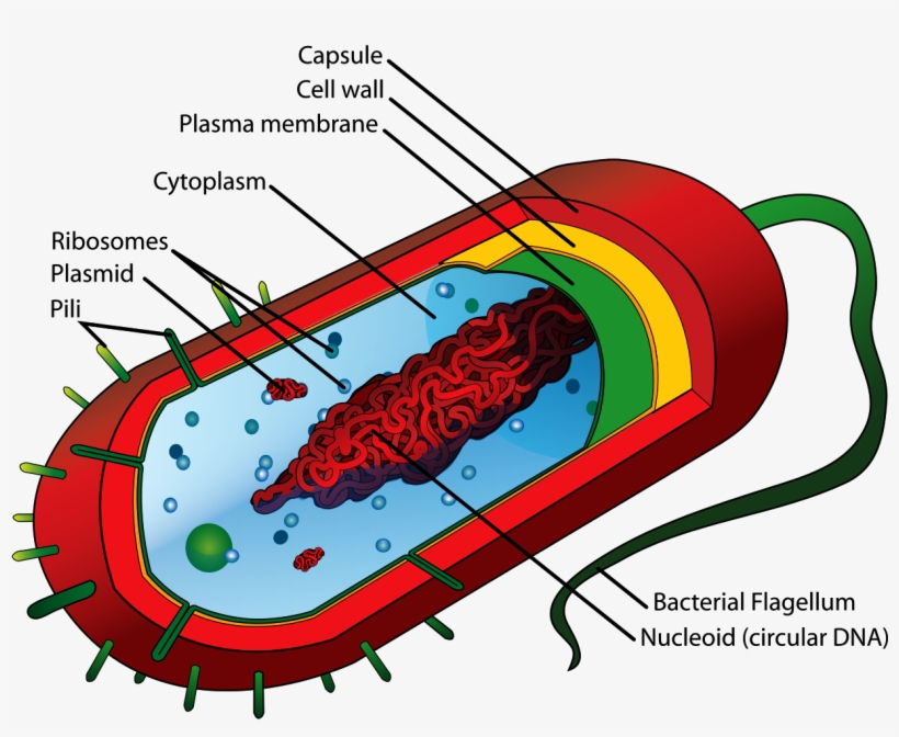 Bacteria Cell Structure - Prokaryotic Cell Diagram, transparent png
