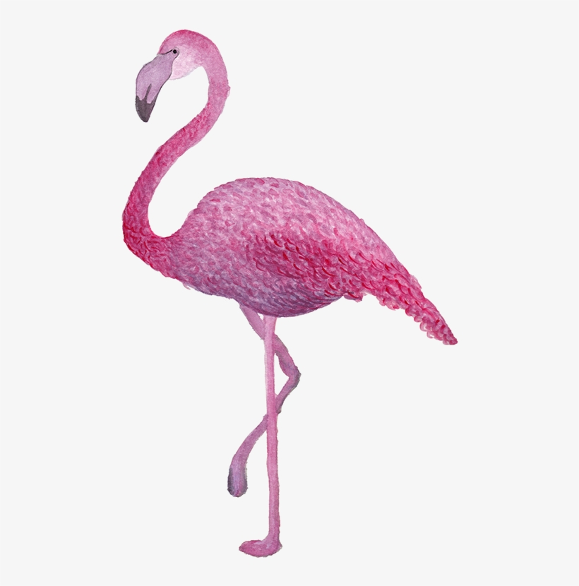 Composición Acuarela Análoga Digital - Greater Flamingo, transparent png