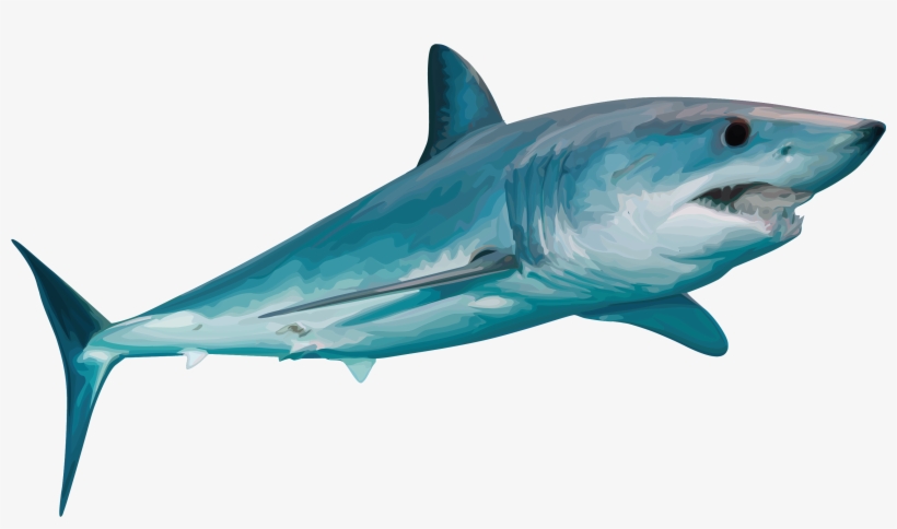 Teespring - Tiger Shark, transparent png