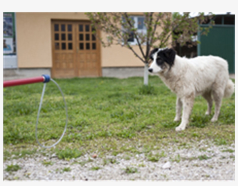 Ss Ketch All™ Pole A112 308 5 3 - Dog Catches Something, transparent png