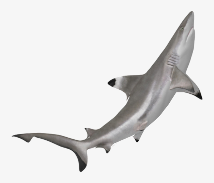 Shark Sticker - Tiburon Punta Negra Png, transparent png