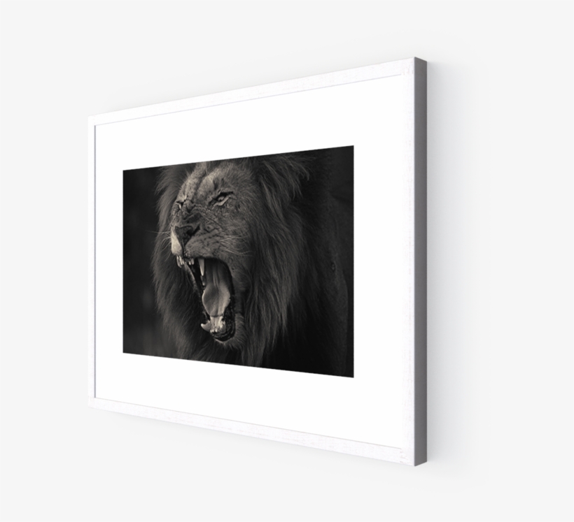 Photo Kruger Lion - Stallion, transparent png