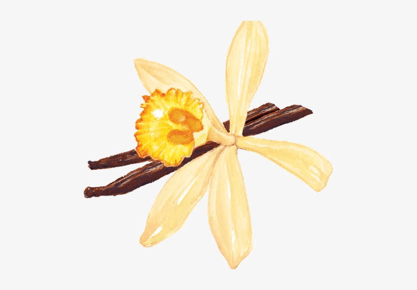 Vanilla - Artificial Flower, transparent png
